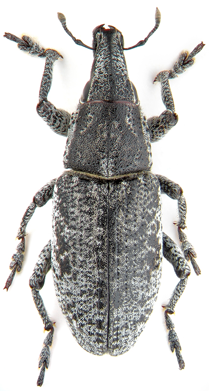 Maximus (= Stephanophorus) strabus (Gyllenhal, 1834)