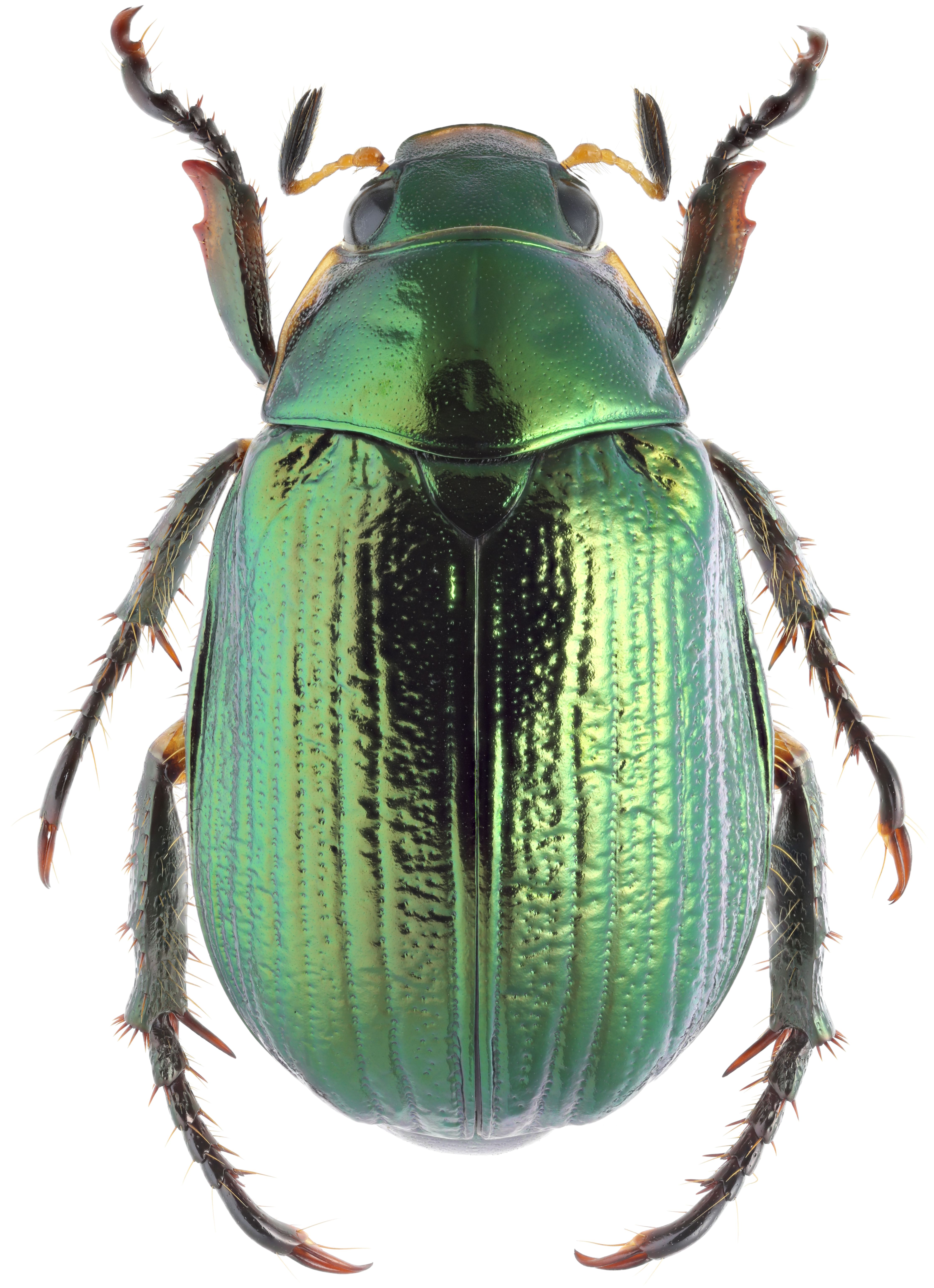 Жук Scarabaeidae белый