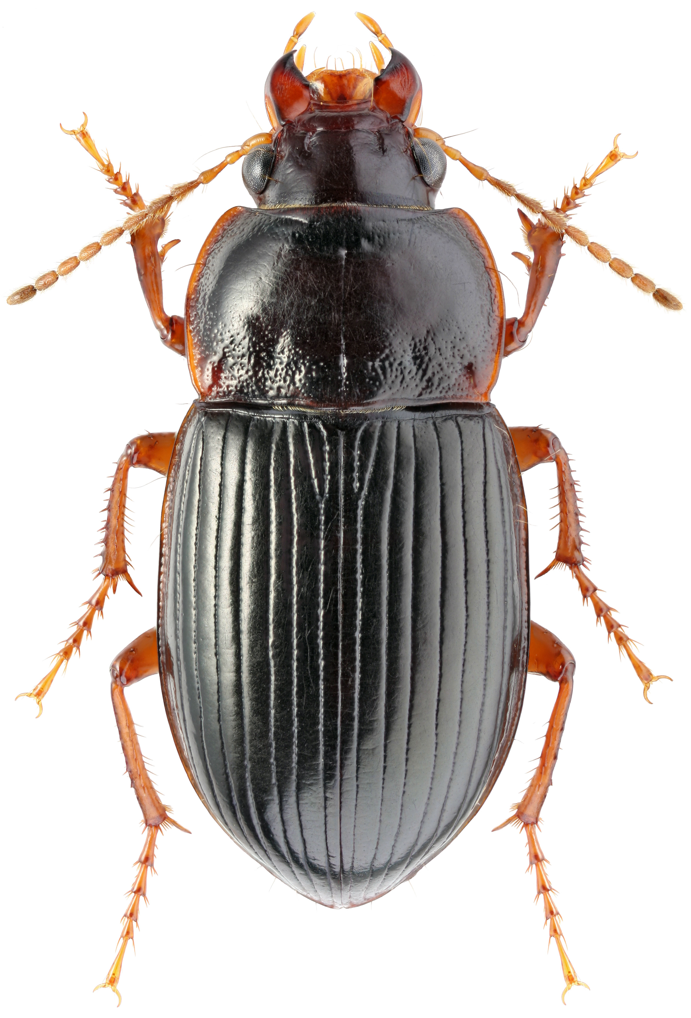 Carabidae Жук