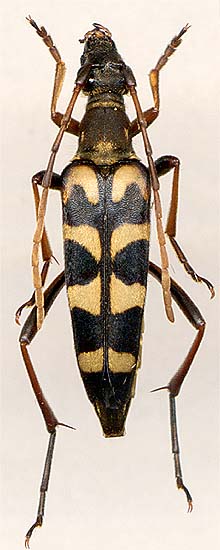 Leptura annularis, female