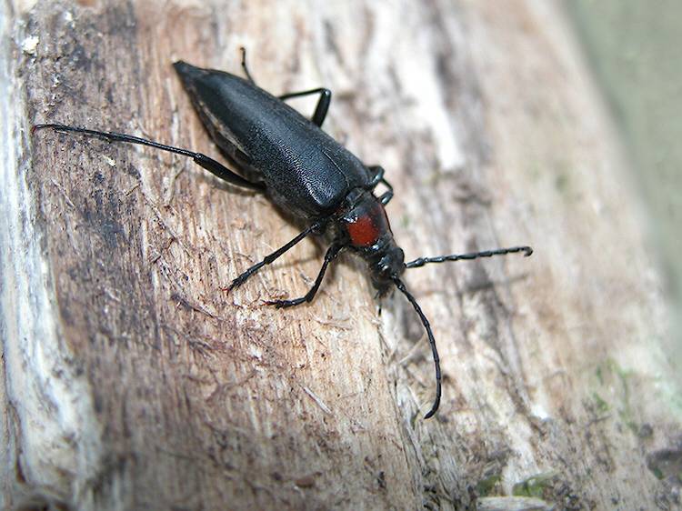 Leptura (Macroleptura) thoracica - Photo by S. Ziarko