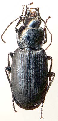 Licinus depressus