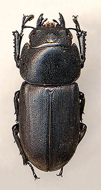 Dorcus parallelopipedus, 