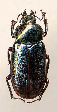 Platycerus caucasicus, 