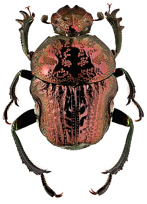 Scarabaeidae: Gymnopleurus fulgidus Olivier, 1789