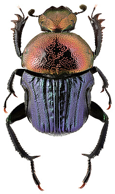 Scarabaeidae: Gymnopleurus sp. 2