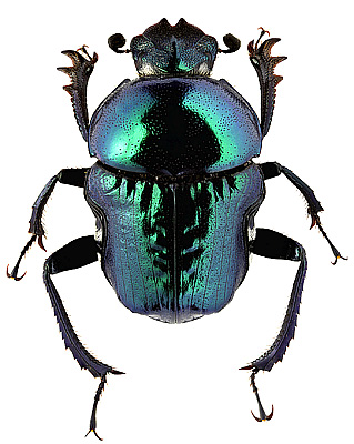 Scarabaeidae: Gymnopleurus sp. 3