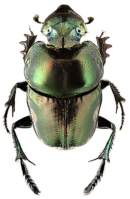 Scarabaeidae: Phalops aurifrons Fairmair, 1884