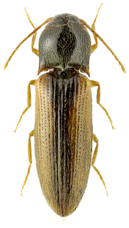 Adrastus pallens (F., 1792)