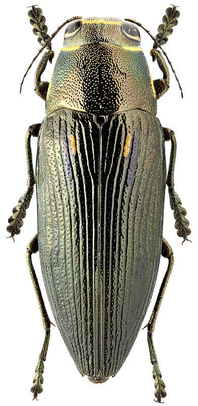 Buprestis dalmatina Mannerheim, 1837