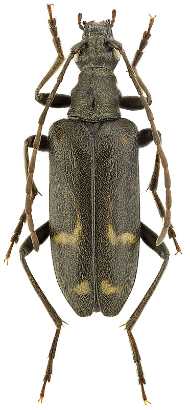 Evodinellus borealis (Gyll.)