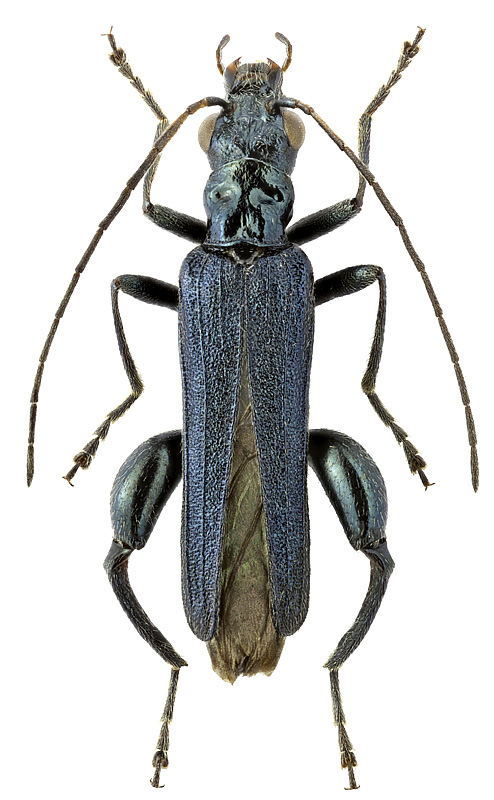 Oedemera lucidicollis Motsch.