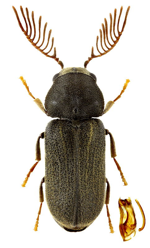 Ptilinus pectinicornis (L.)