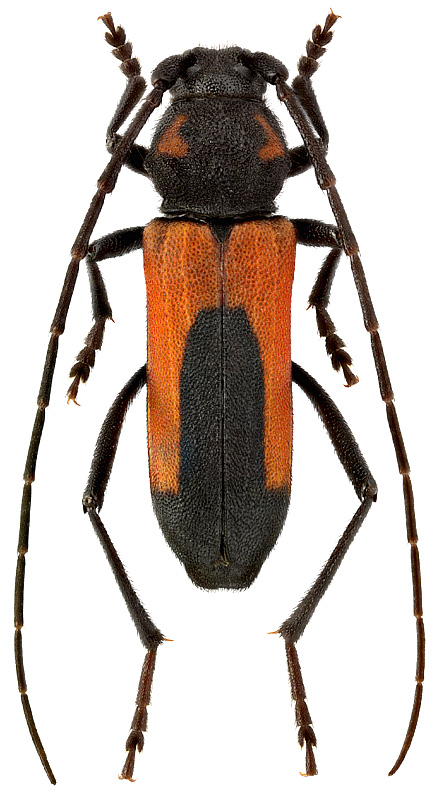 Purpuricenus interscapillatus nudicollis Demelt, 1968