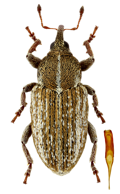 Tychius karkaralensis Bajtenov, 1974