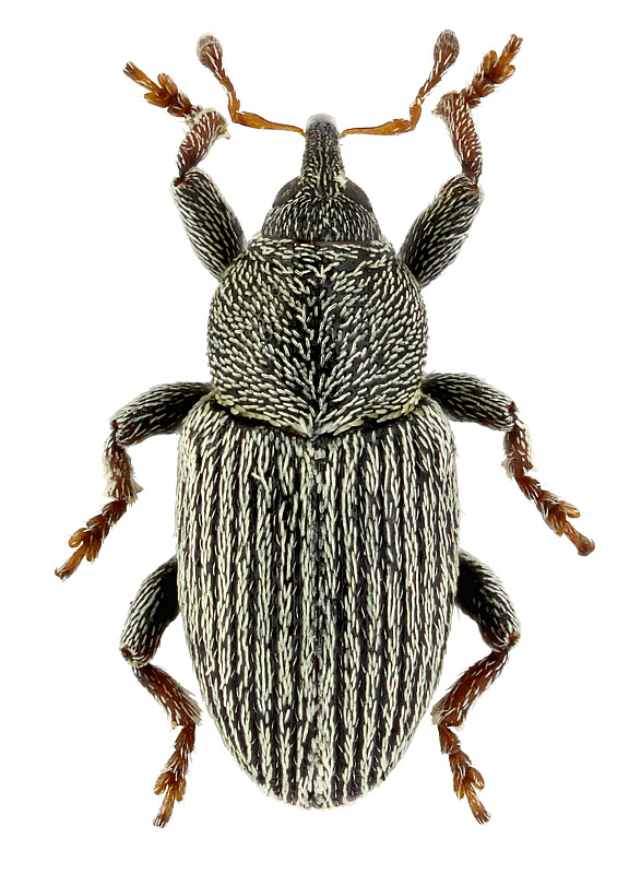 Tychius picirostris (F.)