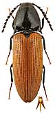 Elateridae: Ampedus lateritius Dolin et Protzenko, 1965