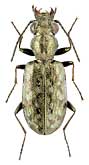 Carabidae: Asaphidion cf. weiratheri Net.