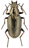 Carabidae: Bembidion chloropus Bat.