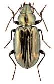 Carabidae: Bembidion obliquum Sturm