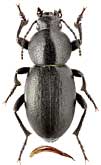 Tenebrionidae: Bioramix horni Kaszab