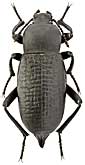 Tenebrionidae: Blaps transversalis F.-W.