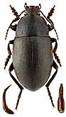 Tenebrionidae: Oodescelis acutangula (Kr.)