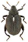 Curculionidae: Orchestes jota (F.)