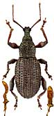 Curculionidae: Otiorhynchus deubeli Gglb.