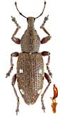 Curculionidae: Trichalophus rubripes Rtt.