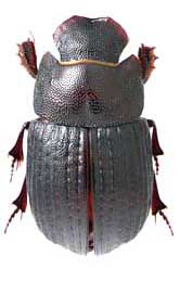 cicatricosus