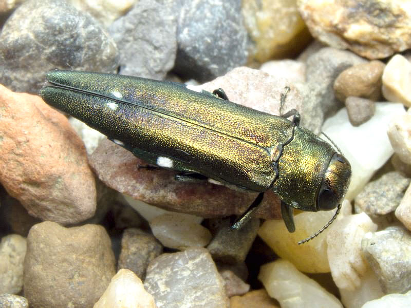 Agrilus biguttatus (Fabricius, 1776)