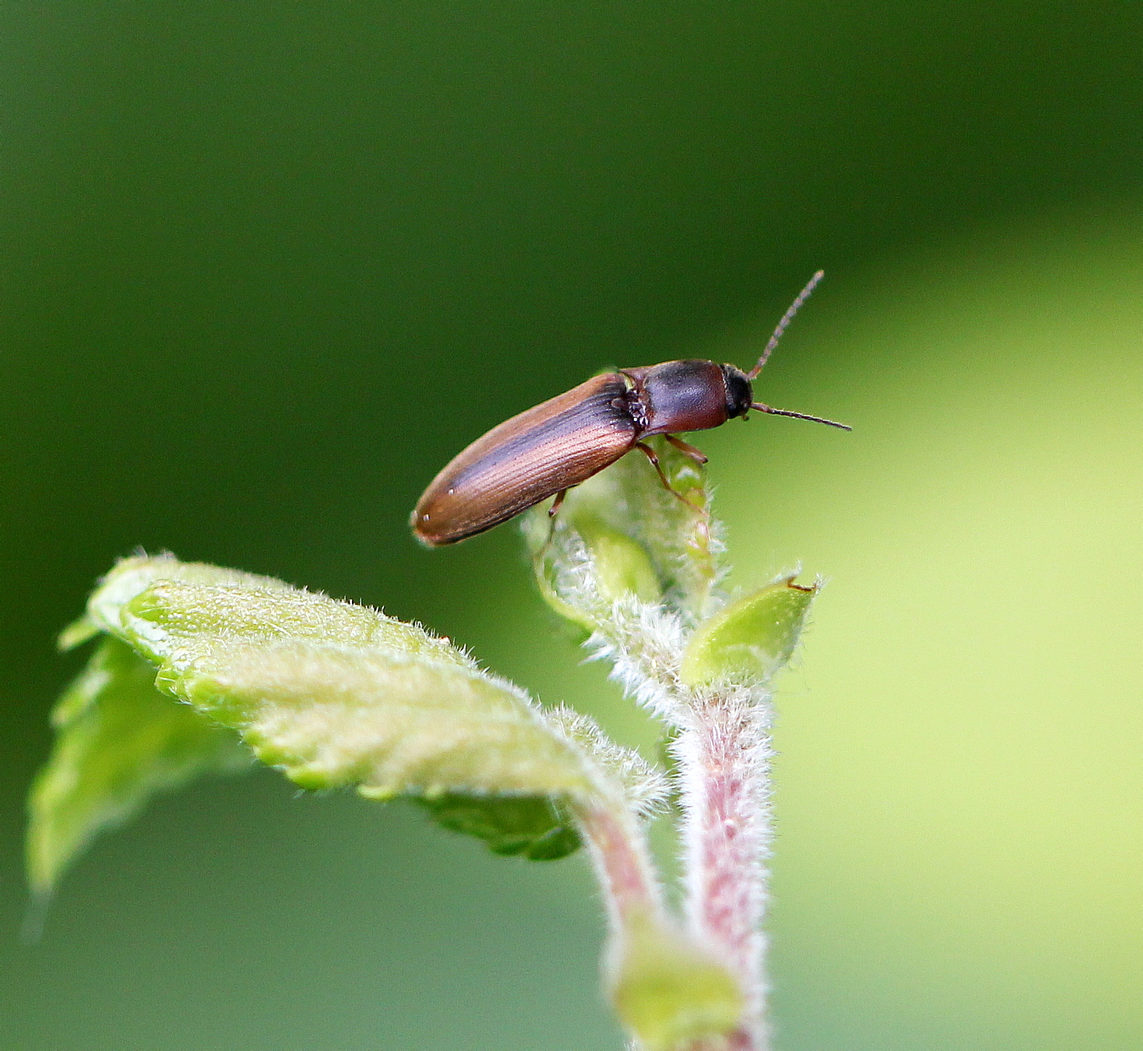 Коричневый жук. Dalopius marginatus. Летающие жуки. Жук коричневый летающий. Коричневый продолговатый Жук.