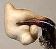 endophallus of Pterostichus labzuki