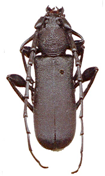 
   Ropalopus clavipes  