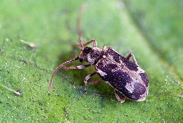 Ptinomorphus imperialis