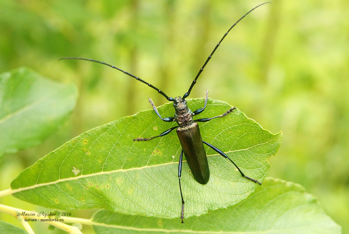 Усач в ментике 5 букв. Усач мускусный Aromia moschata. Жук усач короткоусый. Жук усач мускусный. Жук дровосек короткоусый.