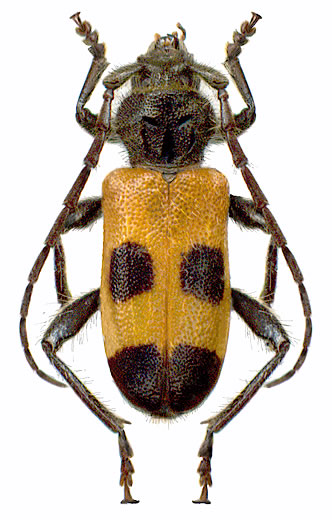 Semanotus russicus  - male