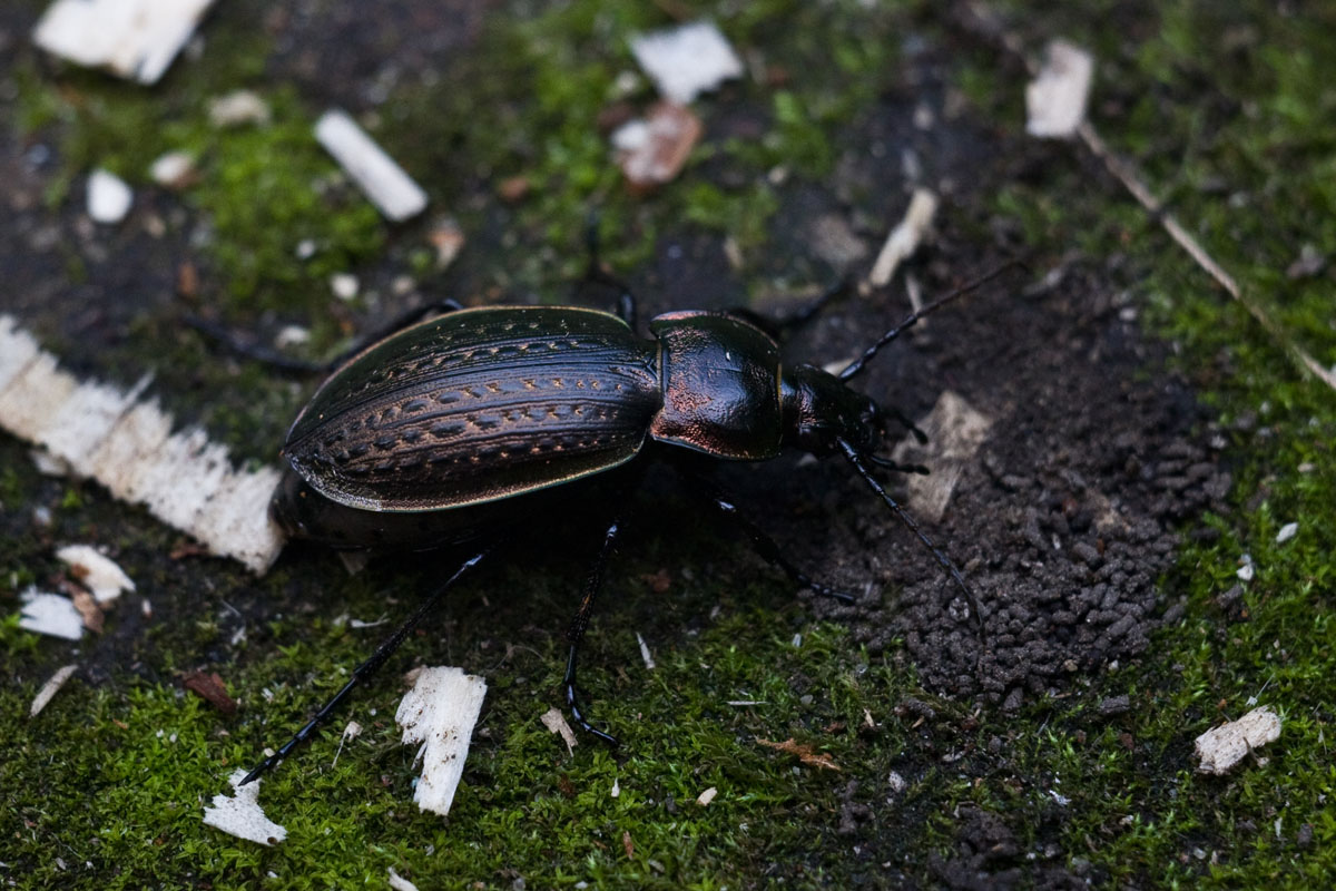 Жуки в природе. Жук Carabus kruberi. Жужелица волосистая. Хлебная жужелица кокон. Жуки дальнего Востока.