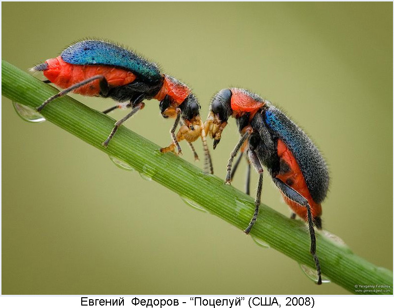 Фото жуков насекомых