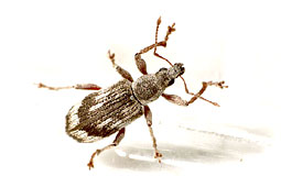 Polydrusus sp.