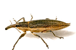 Lixus iridis