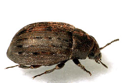 Byrrhus pilula