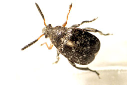 Bruchus sp.