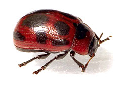 Gonioctena viminalis