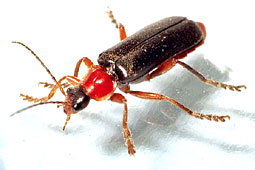 Cantharis pellucida