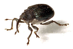 Ceuthorrhynchus (Maklissus) sulcicollis