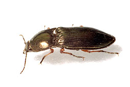 Selatosomus aeneus