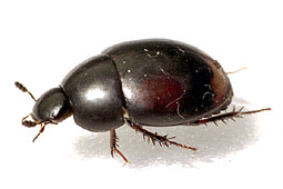 Sphaeridium scarabaeoides