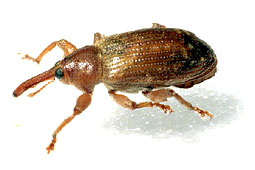 Dorytomus sp.